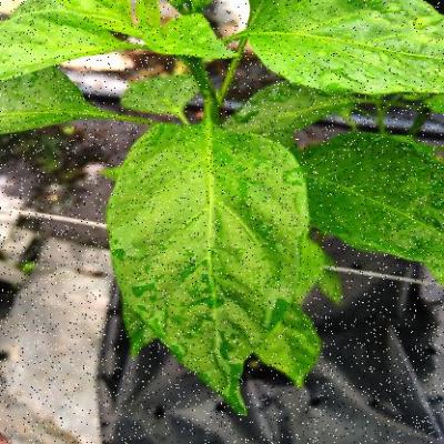 Dataset Image