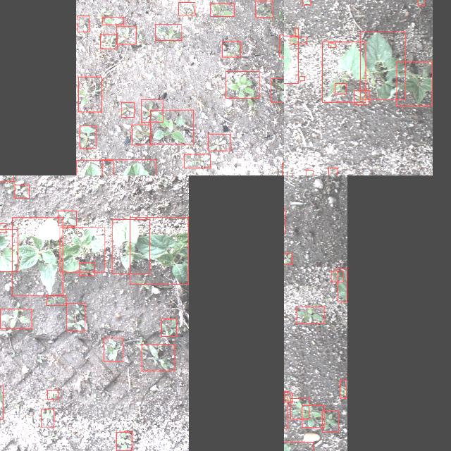 Dataset Image