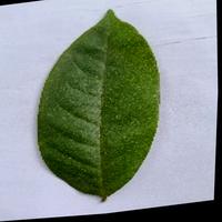 Dataset Image