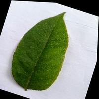 Dataset Image