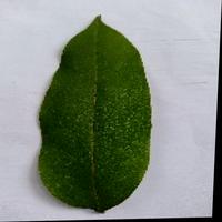 Dataset Image
