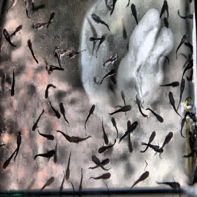 Dataset Image