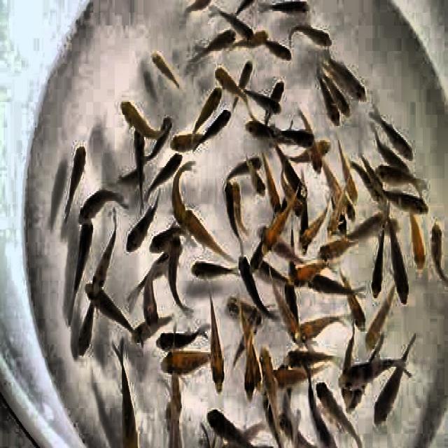 Dataset Image