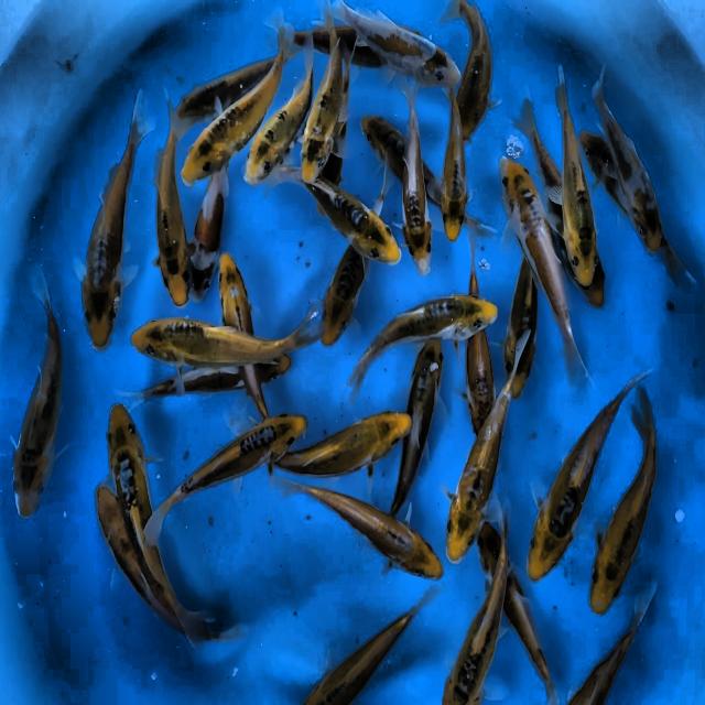 Dataset Image