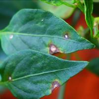 Dataset Image