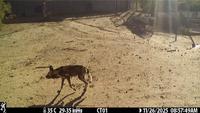 Dataset Image