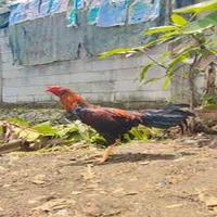 Dataset Image