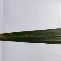 Dataset Image