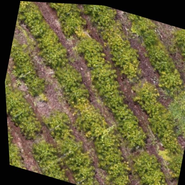 Dataset Image