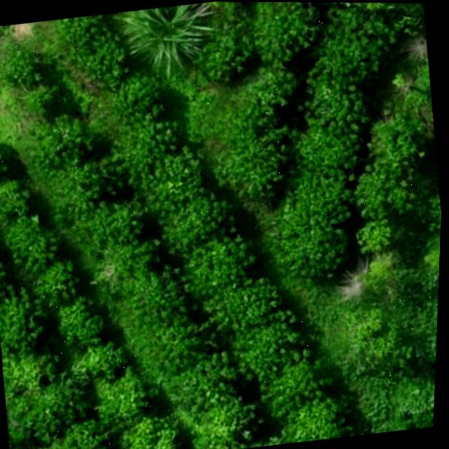 Dataset Image