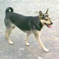 Dataset Image