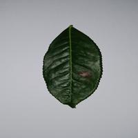 Dataset Image