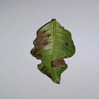 Dataset Image