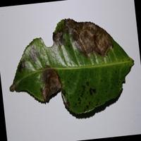 Dataset Image