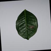 Dataset Image