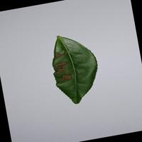 Dataset Image