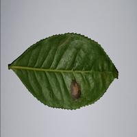 Dataset Image