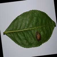 Dataset Image