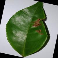 Dataset Image