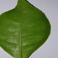 Dataset Image
