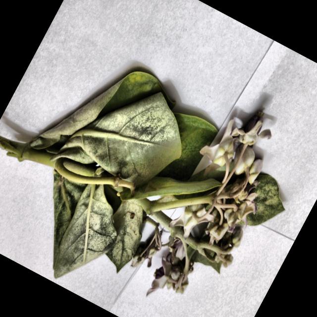 Dataset Image