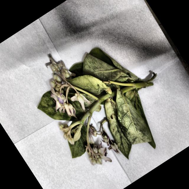 Dataset Image
