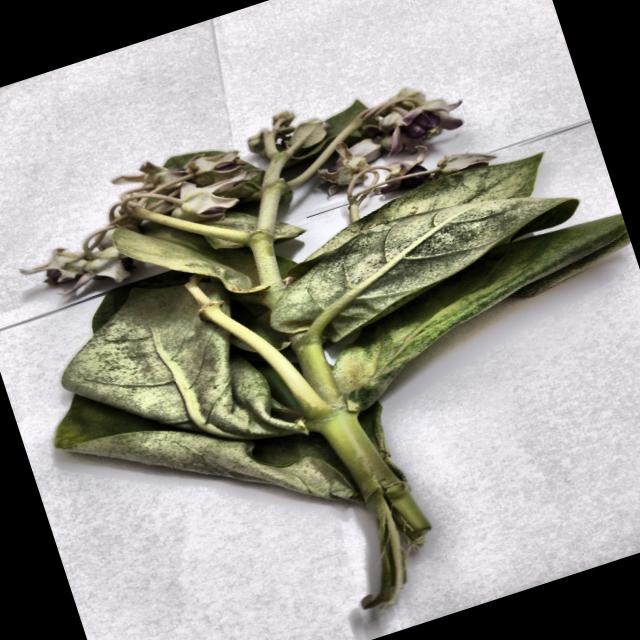 Dataset Image
