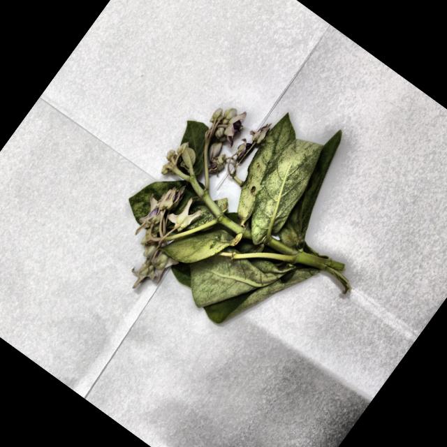 Dataset Image