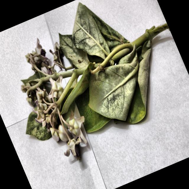 Dataset Image