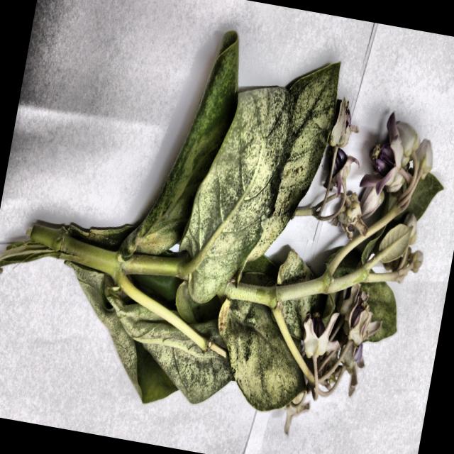 Dataset Image