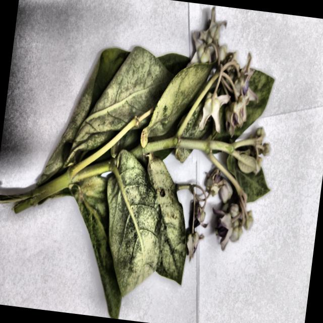 Dataset Image