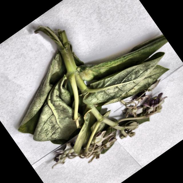 Dataset Image