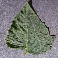Dataset Image