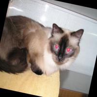 Dataset Image