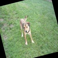 Dataset Image