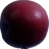 Dataset Image