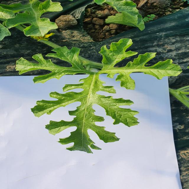 Dataset Image