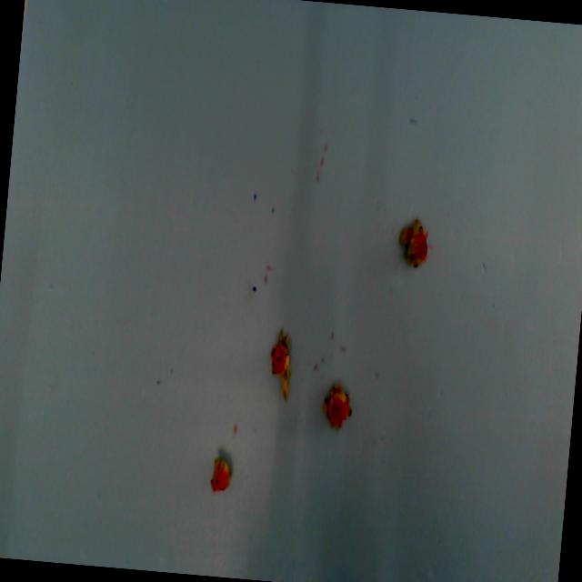 Dataset Image