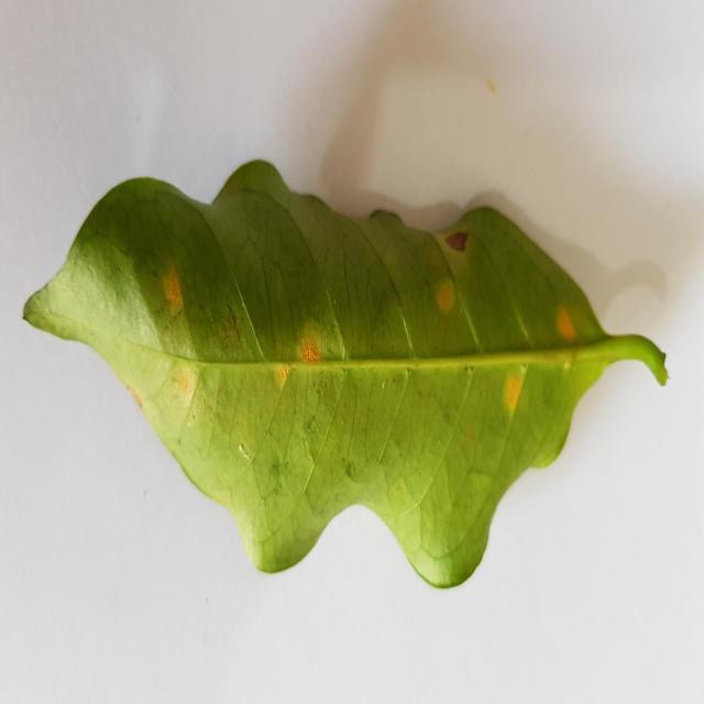 Dataset Image