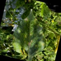 Dataset Image