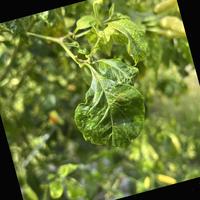 Dataset Image