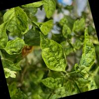 Dataset Image