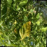Dataset Image