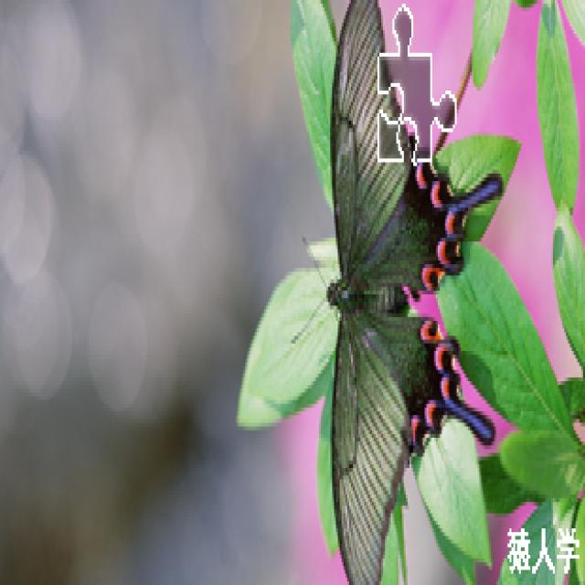Dataset Image