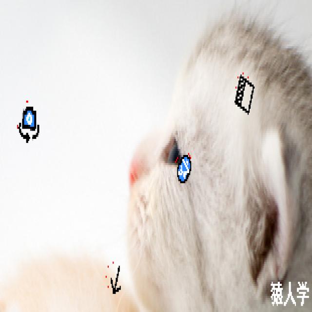Dataset Image