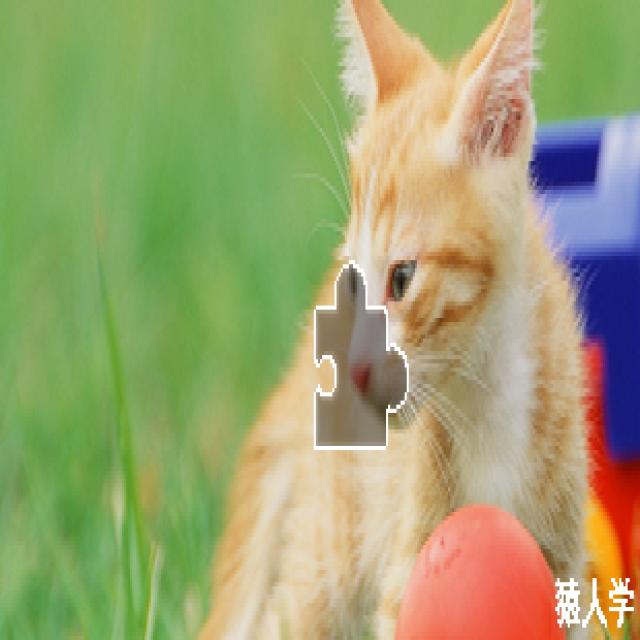 Dataset Image