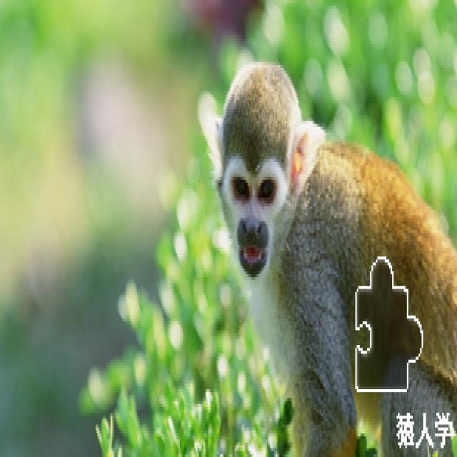Dataset Image