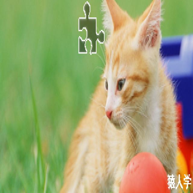 Dataset Image