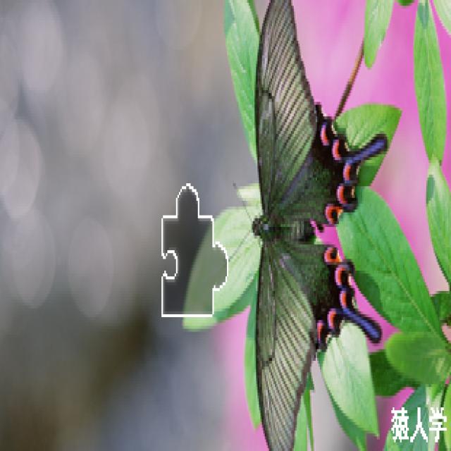 Dataset Image