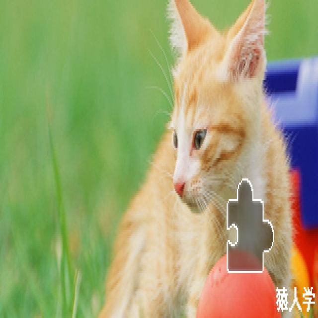 Dataset Image